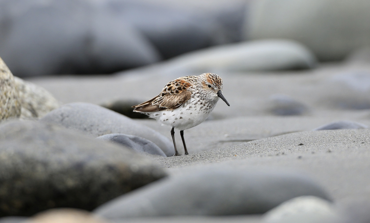 Western Sandpiper. Photo: Tim Lenz, eBird